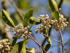 Lithraea brasiliensis