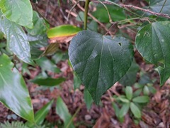 Pericampylus glaucus