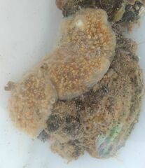 Aplidium