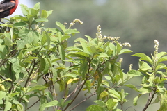 Varronia curassavica