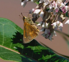 Euphyes conspicua