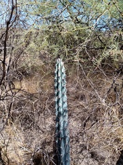 Cereus aethiops