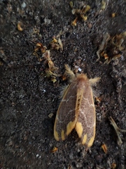 Orvasca subnotata