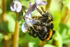 Bombus