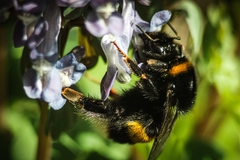 Bombus