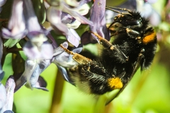 Bombus