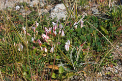 Trifolium uniflorum