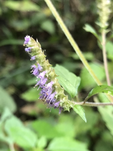 Elsholtzia pseudocristata iNat (1)