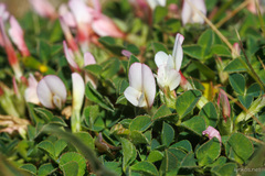 Trifolium uniflorum