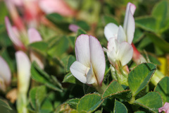 Trifolium uniflorum