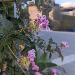 Lantana camara