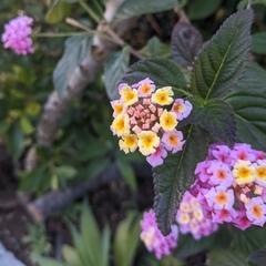 Lantana camara