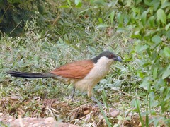 Centropus senegalensis