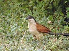 Centropus senegalensis