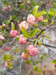 Cephalanthus natalensis