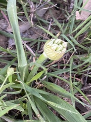Allium orientale