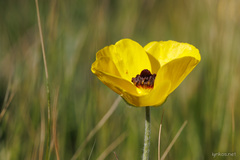 Ranunculus asiaticus