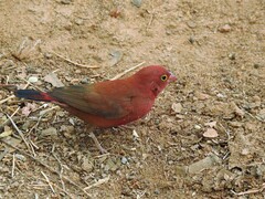 Lagonosticta senegala