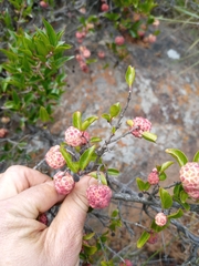 Cephalanthus natalensis