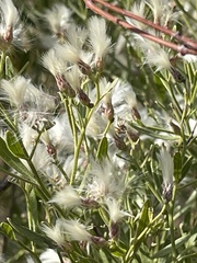 Baccharis halimifolia