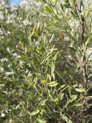 Baccharis halimifolia