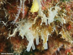 Leucosolenia variabilis