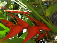 Heliconia stricta