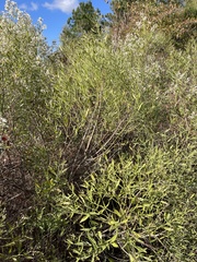 Baccharis halimifolia