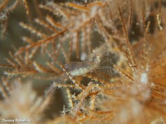 Periclimenes scriptus