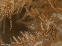 Periclimenes scriptus