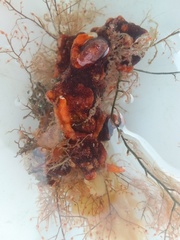 Schizoporella errata