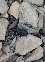 Opatrini