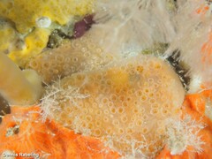 Hemimycale columella