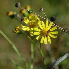 Senecio madagascariensis