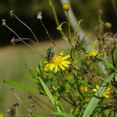 Senecio madagascariensis