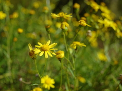 Senecio madagascariensis