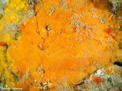 Timea unistellata