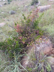 Cephalanthus natalensis