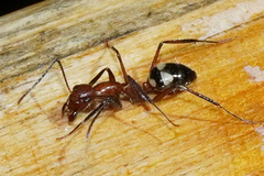 Camponotus sexguttatus