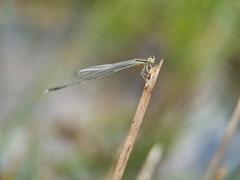 Aciagrion