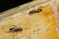 Camponotus sexguttatus