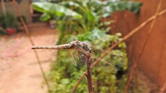Trithemis annulata