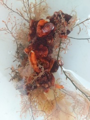 Schizoporella errata