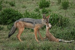 Lupulella mesomelas schmidti