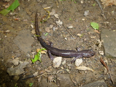 Plethodon wehrlei