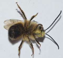 Eucera nigrilabris
