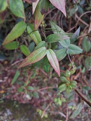Jasminum nervosum
