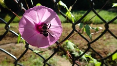 Bombus impatiens image