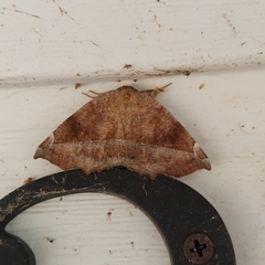 Eutrapela clemataria