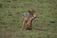 Lupulella mesomelas schmidti